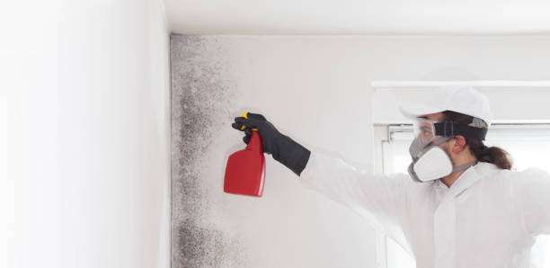 Professional Mold Remediation in Bridgeville, DE