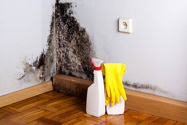Best Bathroom Mold Remediation in Bridgeville, DE
