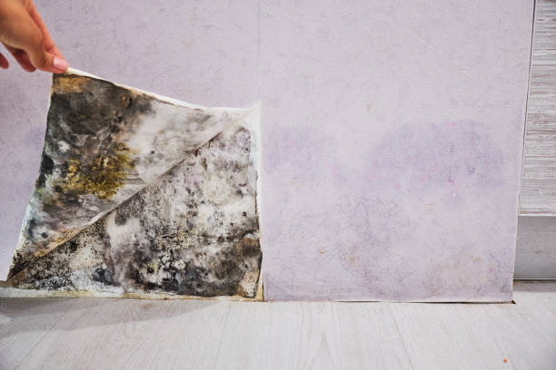 Best Emergency Mold Remediation in Bridgeville, DE